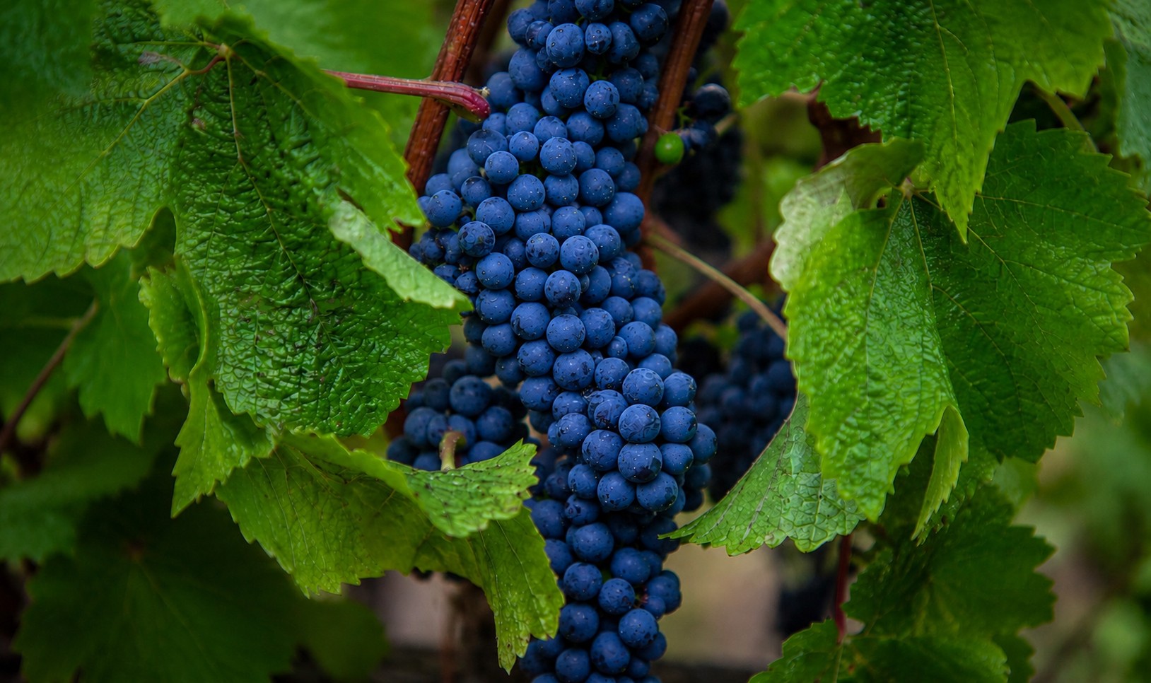 Grapes for the Fall release