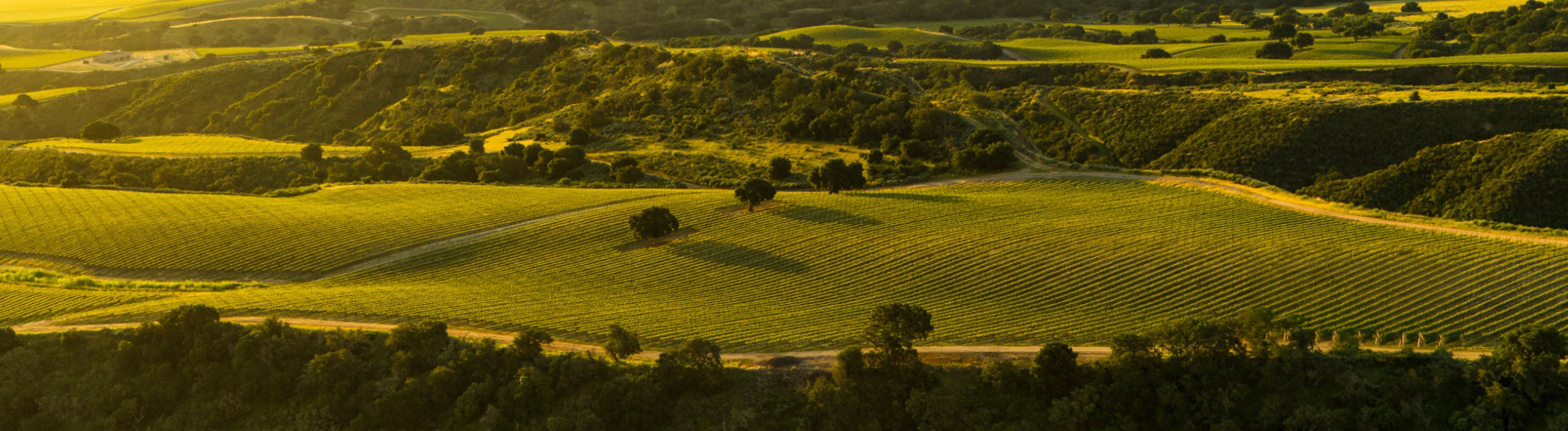 Sierra Mar Vineyard in the Santa Lucia Highlands