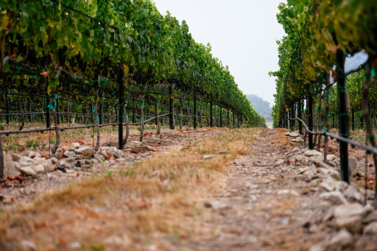 WindRock Vineyard in the Santa Lucia Highlands