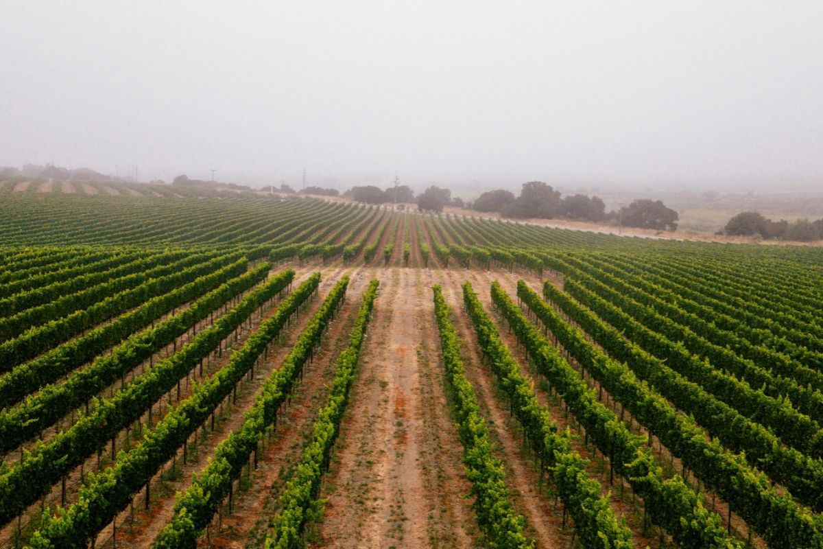 WindRock Vineyard Pinot Noir vines