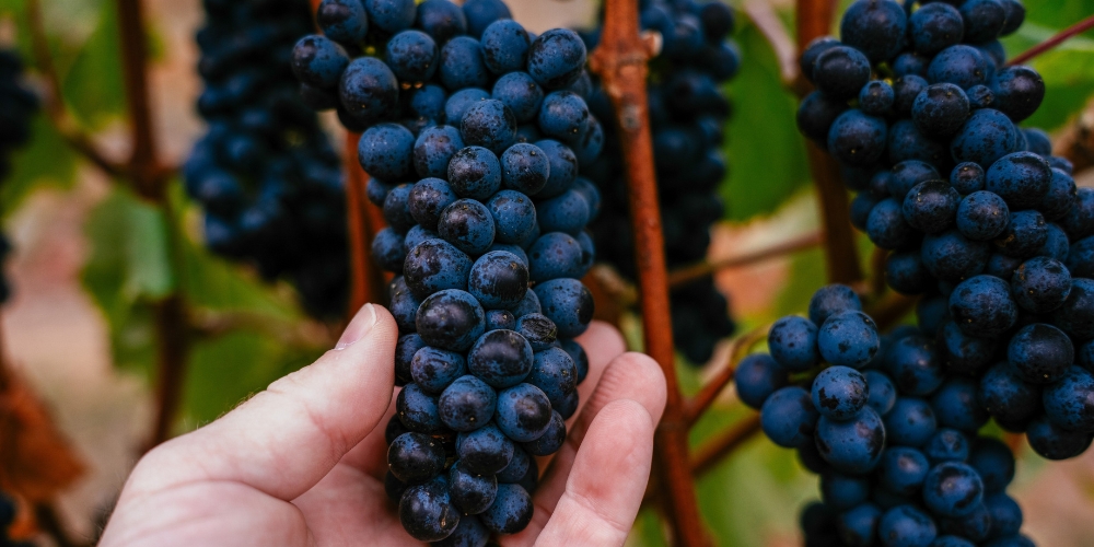 Grapes during the 2026 harvest