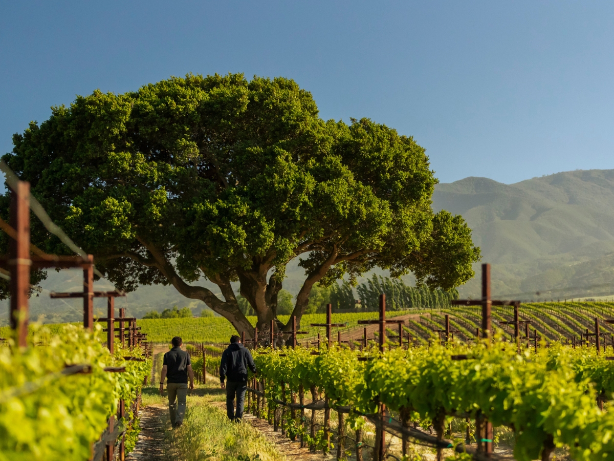 Garys' Vineyard