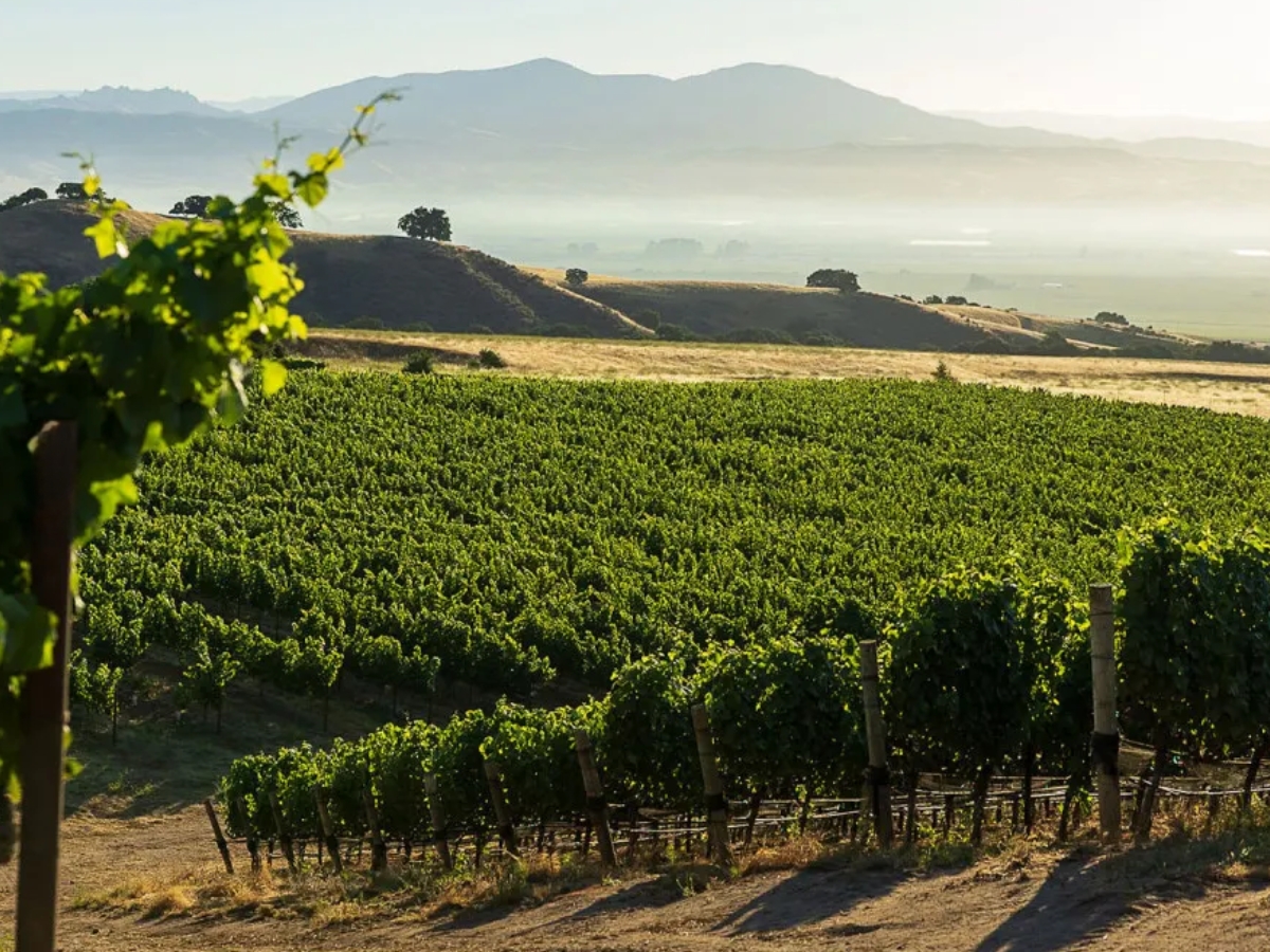 Pisoni Vineyard