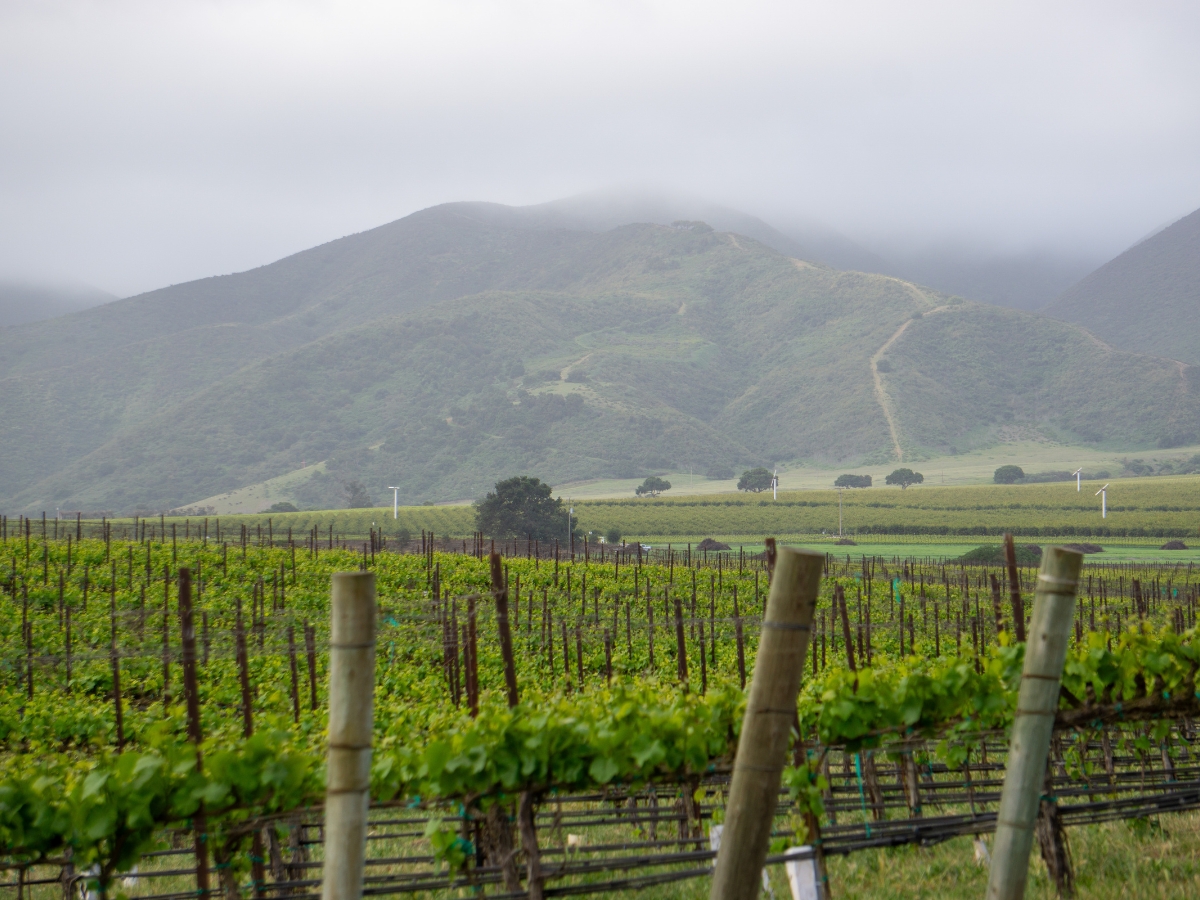 Santa Lucia Highlands