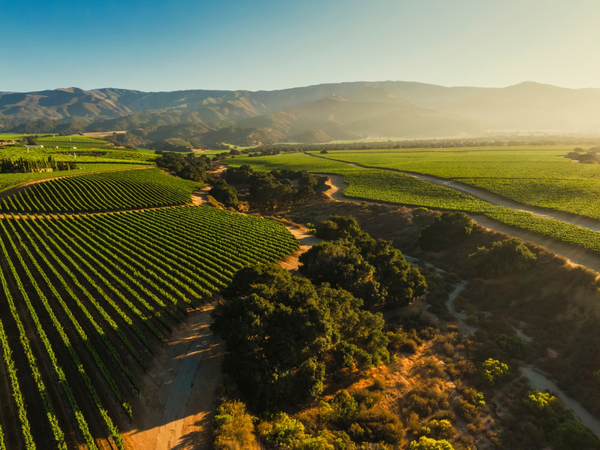 Soberanes Vineyard