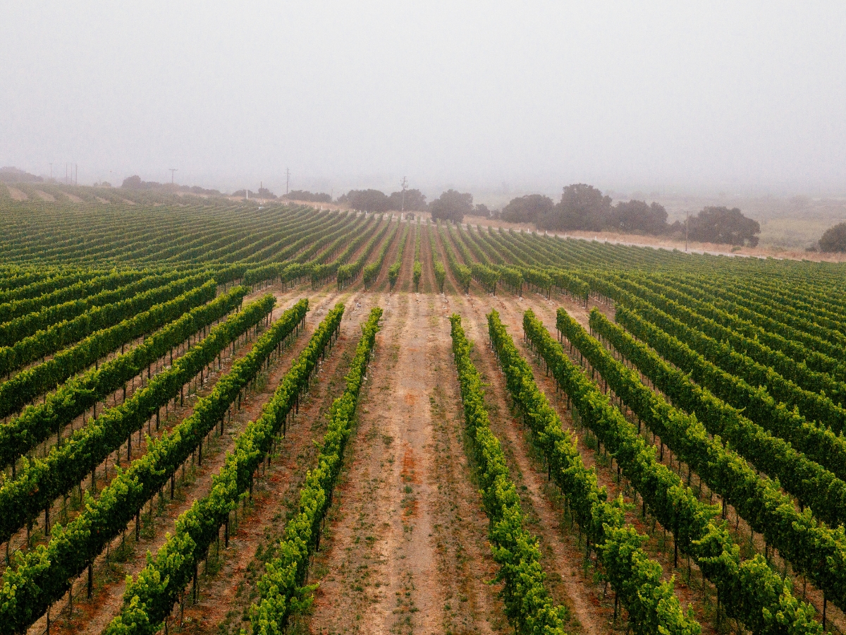 WindRock Vineyard