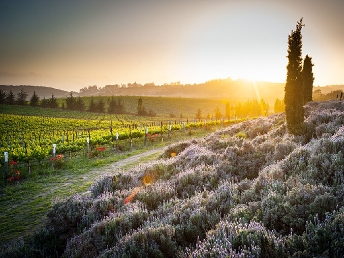 Clos Pepe Vineyard