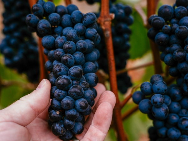 2026 Growing Season & Harvest in Review