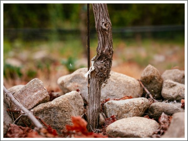 Introducing WindRock Vineyard