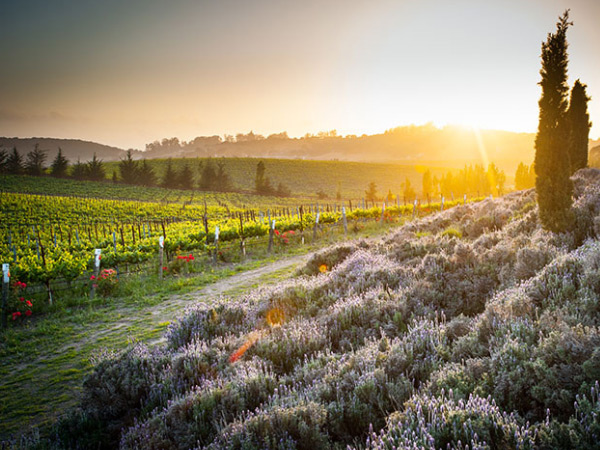 Introducing Clos Pepe Vineyard