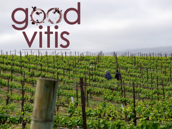 Good Vitis on the Franscioni Family Legacy