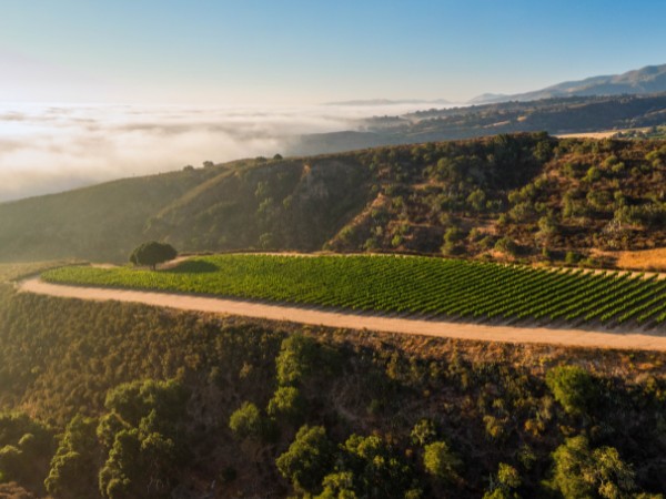 The Stunning Sierra Mar Vineyard