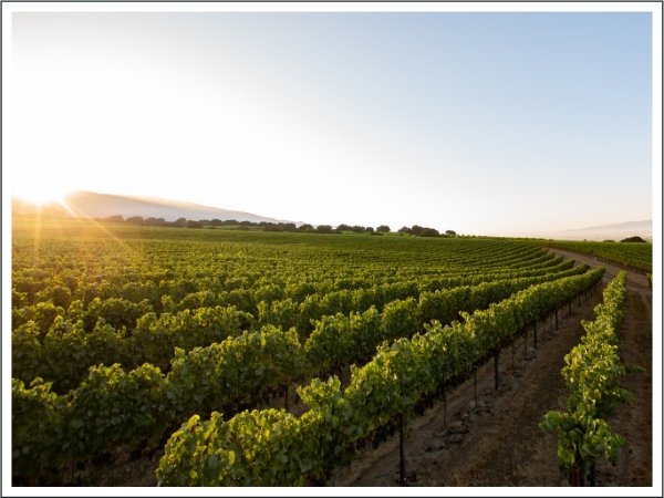 Spring 2026 Newsletter: The Santa Lucia Highlands