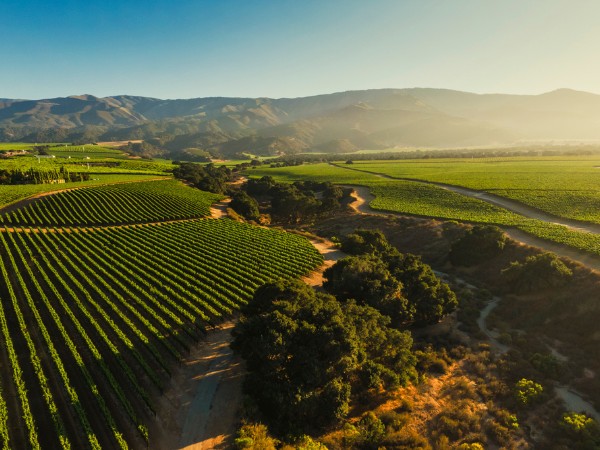 Vineyard Spotlight: Soberanes Vineyard