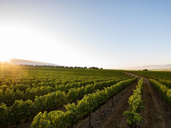 Spring 2026 Newsletter: The Santa Lucia Highlands