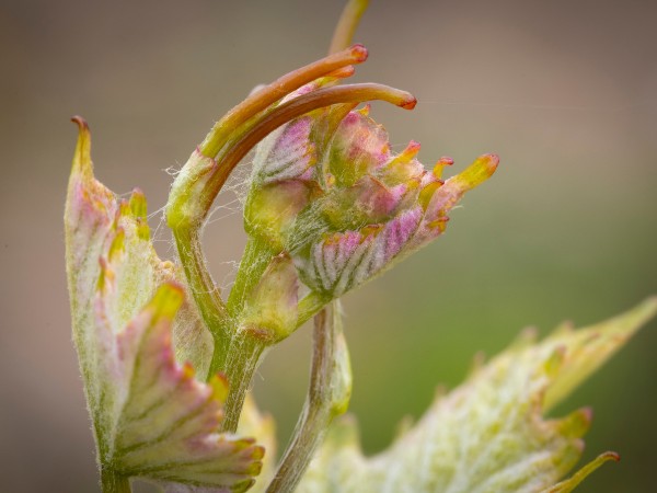 WindRock Vineyard: A New Franscioni & Pisoni Family Collaboration
