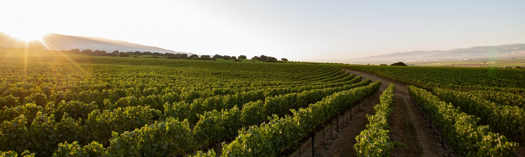 Clos Pepe Vineyard Pinot Noir