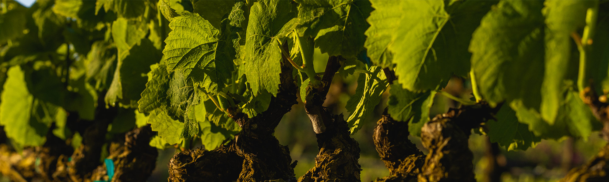 Winemaking