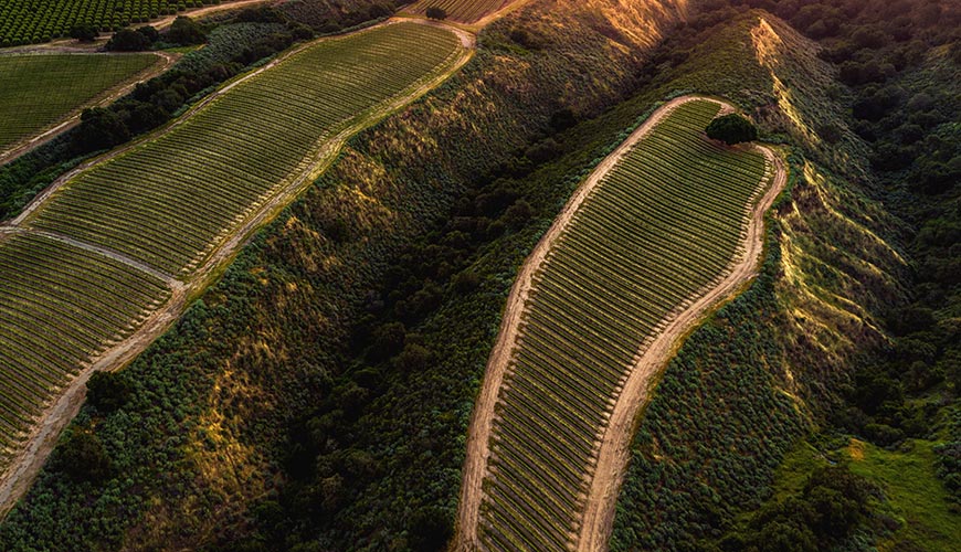 tour our vineyards