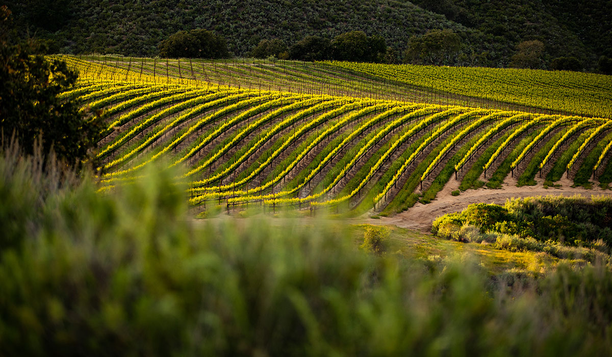 Our Vineyards