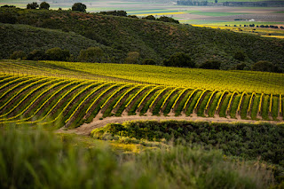 Sierra Mar Vineyard