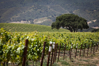 Soberanes Vineyard