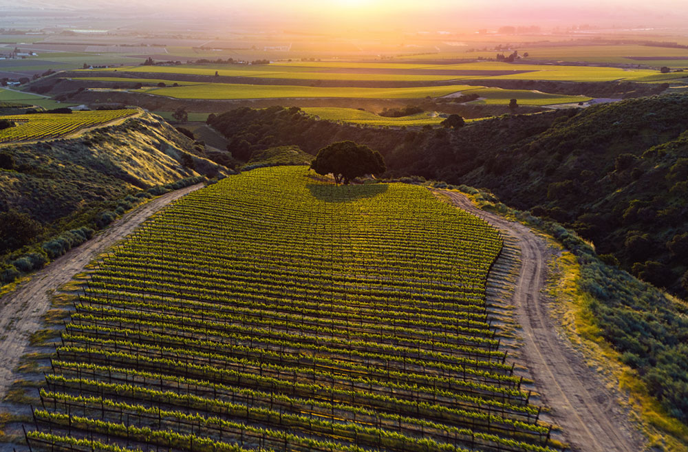 Sierra Mar Vineyard