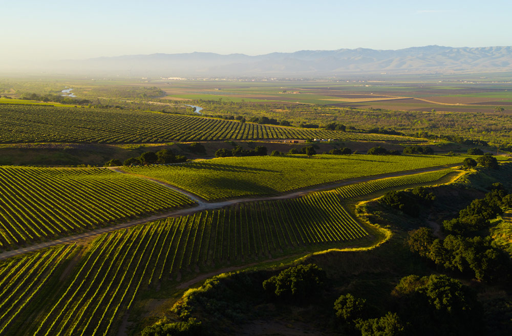 Soberanes Vineyard