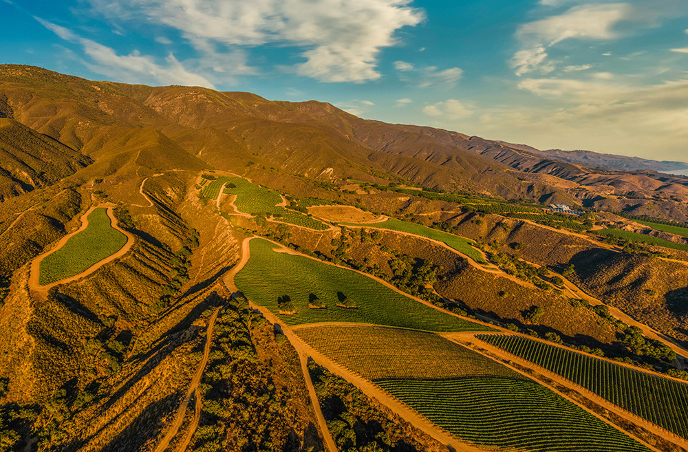 Sierra Mar Vineyard