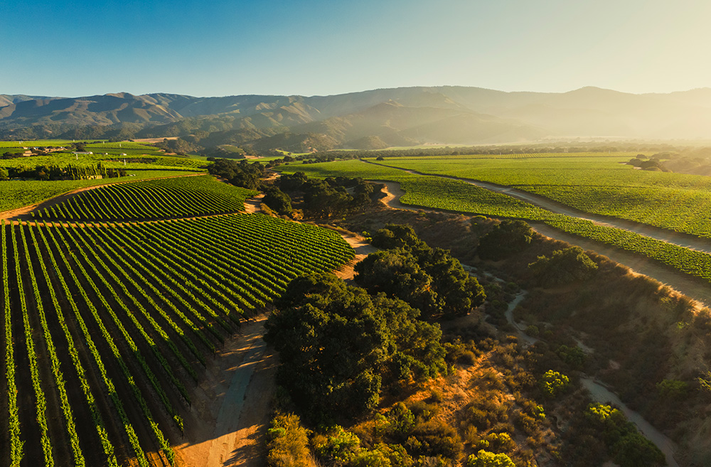 Soberanes Vineyard