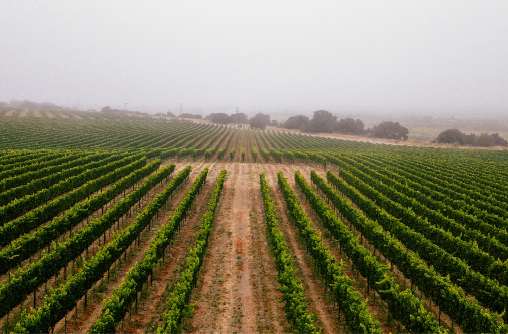 WindRock Vineyard