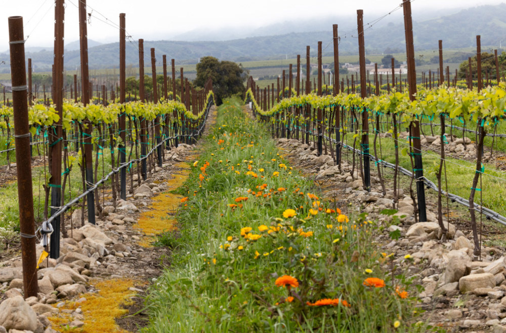 WindRock Vineyard